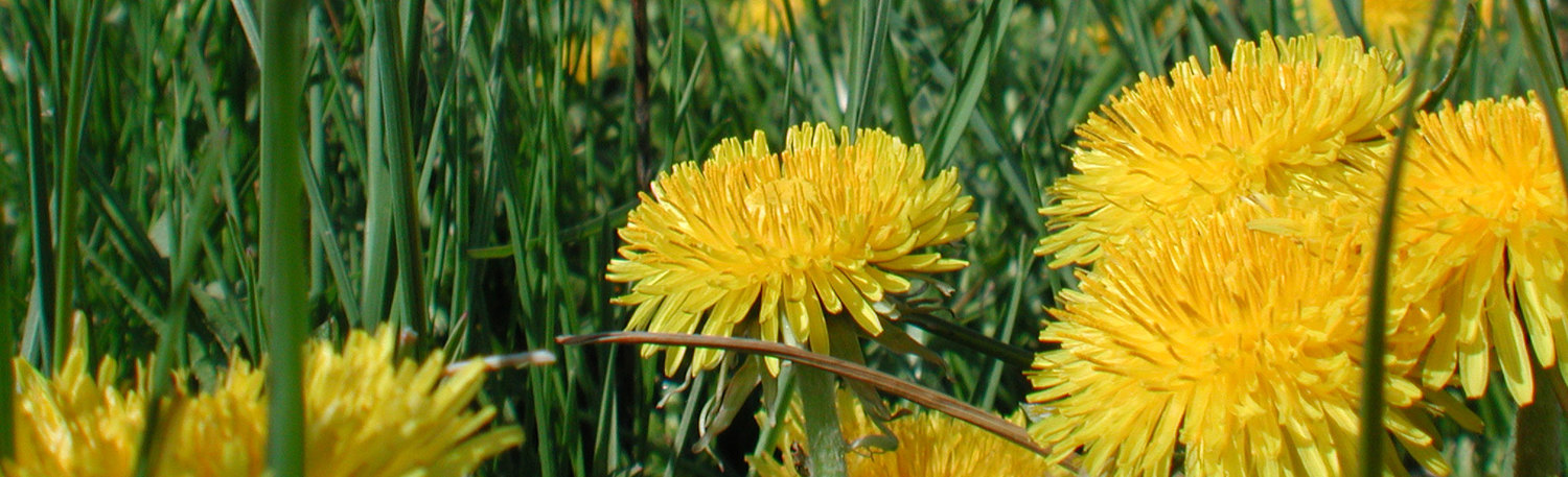 Pfarre Neudörfl / Rudolf Paradeis